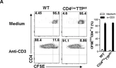 Fig.2.A showing Flow cytometry/Cell sorting from the publication: Tristetraprolin Regulates TH17 Cell Function and Ameliorates DSS-Induced Colitis in Mice.