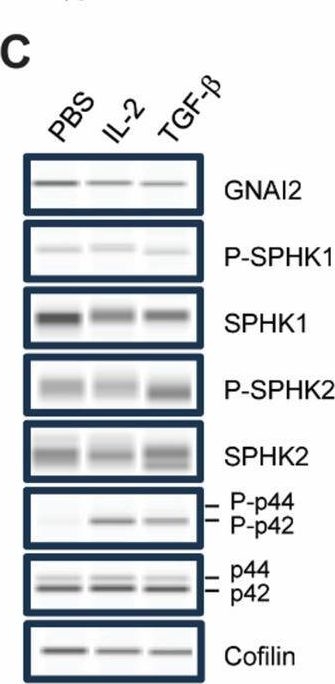 Fig.5.C showing Western Blotting in a Homo sapiens (Human) sample from the publication: Transcriptional signature of rapidly responding NK cells reveals S1P5 and CXCR4 as anti-tumor response disruptors.