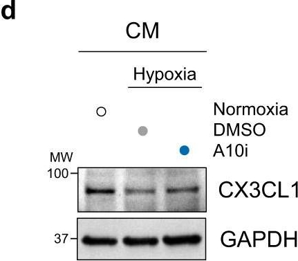 Fig.5.D showing Western Blotting in a Mus musculus (House mouse) sample from the publication: Targeting cardiomyocyte ADAM10 ectodomain shedding promotes survival early after myocardial infarction.