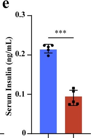Fig.3.E showing Enzyme-linked immunosorbent assay from the publication: Activation of the osteoblastic HIF-1α pathway partially alleviates the symptoms of STZ-induced type 1 diabetes mellitus via RegIIIγ.