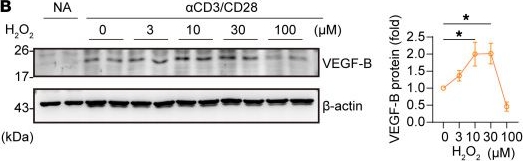 Fig.2.B showing Western Blotting from the publication: Autocrine VEGF-B signaling maintains lipid synthesis and mitochondrial fitness to support T cell immune responses.