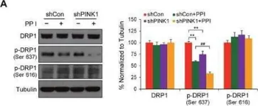 Fig.6.A showing Western Blotting in a Homo sapiens (Human) sample from the publication: Polyphyllin I induces mitophagic and apoptotic cell death in human breast cancer cells by increasing mitochondrial PINK1 levels.