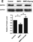 Fig.3.E showing Western Blotting from the publication: Role of miR-17 family in the negative feedback loop of bone morphogenetic protein signaling in neuron.