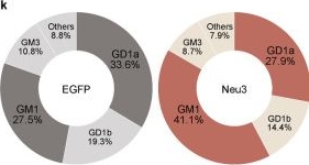 Fig.3.K from the publication: Ganglioside sialylation modulates tau internalization and pathology spread.
