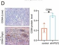 CD8α (D4W2Z) XP® Rabbit mAb (BSA and Azide Free) | Cell Signaling