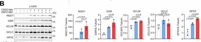 Fig.5.B showing Western Blotting from the publication: Differential KEAP1/NRF2 mediated signaling widens the therapeutic window of redox-targeting drugs in SCLC therapy.