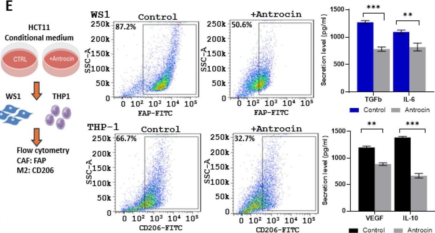 Fig.14.E showing Flow cytometry/Cell sorting from the publication: Integrated In Silico and Experimental Validation of Antrocin as a Plant-Derived Multi-Target Therapeutic for BRAF/MEK/PI3K-Driven Colorectal Cancer.