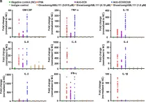 Fig.6.B showing Flow cytometry/Cell sorting from the publication: CLDN18.2 and 4-1BB bispecific antibody givastomig exerts antitumor activity through CLDN18.2-expressing tumor-directed T-cell activation.