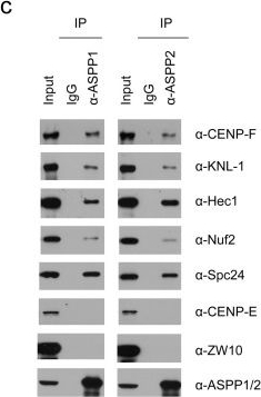Fig.1.C showing Western Blotting in a Homo sapiens (Human) sample from the publication: ASPP1/2-PP1 complexes are required for chromosome segregation and kinetochore-microtubule attachments.