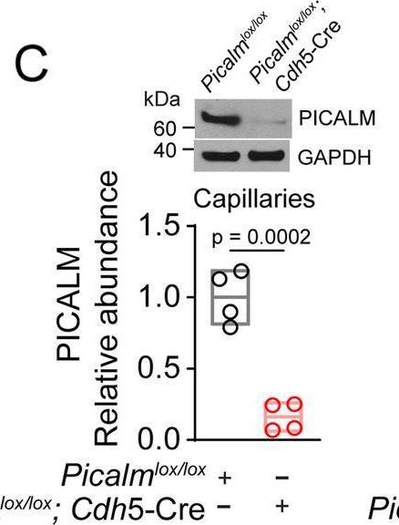 Fig.4.C showing Western Blotting from the publication: Anti-malaria drug artesunate prevents development of amyloid-β pathology in mice by upregulating PICALM at the blood-brain barrier.