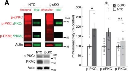 Fig.1.A from the publication: PKMζ-PKCι/λ double-knockout demonstrates atypical PKC is crucial for the persistence of hippocampal LTP and spatial memory.