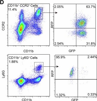 Fig.1.D showing Flow cytometry/Cell sorting in a Mus musculus (House mouse) sample from the publication: The crosstalk of monocyte-neutrophil in hair follicles regulates neutrophil transepidermal migration in contact dermatitis.