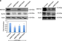 Fig.5.D showing Western Blotting from the publication: Pro-survival function of MEF2 in cardiomyocytes is enhanced by β-blockers.