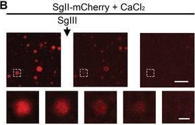 Fig.6.B showing Immunocytochemistry-immunofluorescence from the publication: Tuning the Size of Large Dense-Core Vesicles and Quantal Neurotransmitter Release via Secretogranin II Liquid-Liquid Phase Separation.