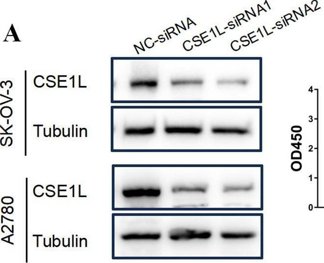 Fig.6.A showing Western Blotting in a Homo sapiens (Human) sample from the publication: Multi-omics analysis and experiments uncover the link between cancer intrinsic drivers, stemness, and immunotherapy in ovarian cancer with validation in a pan-cancer census.
