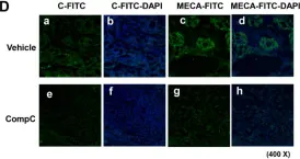 Fig.5.D showing Immunohistochemistry-paraffin in a Mus musculus (House mouse) sample from the publication: Compound C Inhibits B16-F1 Tumor Growth in a Syngeneic Mouse Model Via the Blockage of Cell Cycle Progression and Angiogenesis.