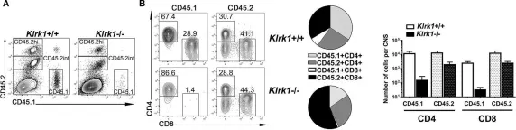 Fig.7.A showing Flow cytometry/Cell sorting from the publication: NKG2D and Its Ligand MULT1 Contribute to Disease Progression in a Mouse Model of Multiple Sclerosis.