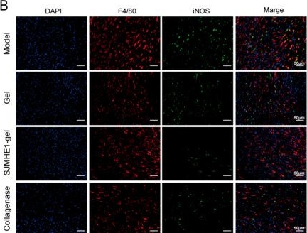 Fig.5.B showing Immunocytochemistry-immunofluorescence in a Mus musculus (House mouse) sample from the publication: Glycogen Hydrogel Loaded with Schistosoma japonicas Peptide SJMHE1 Improves Skin Wound Healing.