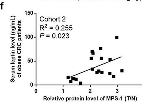 Fig.2.F showing Enzyme-linked immunosorbent assay from the publication: Metallopanstimulin-1 (MPS-1) mediates the promotion effect of leptin on colorectal cancer through activation of JNK/c-Jun signaling pathway.