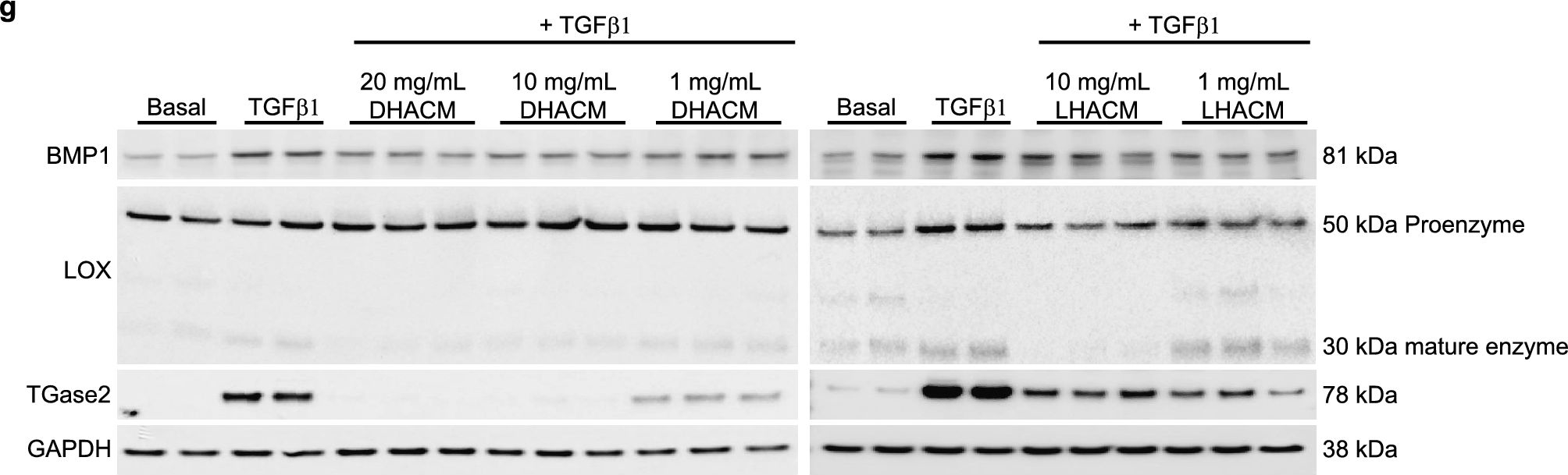 Fig.4.G showing Western Blotting in a Homo sapiens (Human) sample from the publication: Human amniotic membrane modulates collagen production and deposition in vitro.