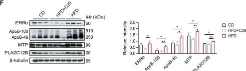 Fig.7.F showing Western Blotting from the publication: Dysfunction of estrogen-related receptor alpha-dependent hepatic VLDL secretion contributes to sex disparity in NAFLD/NASH development.