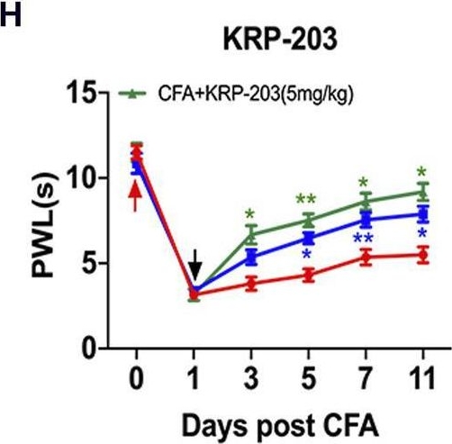 Fig.3.H from the publication: S1P/S1PR1 signaling is involved in the development of nociceptive pain.