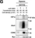 Fig.1.G showing Western Blotting from the publication: miR-6883 downregulates HIF1α in colorectal and breast cancer cells.