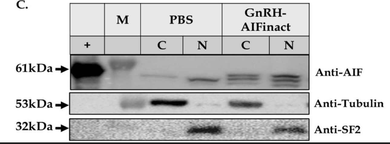 Fig.2.C showing Western Blotting in a Homo sapiens (Human) sample from the publication: Inducing Targeted, Caspase-Independent Apoptosis with New Chimeric Proteins for Treatment of Solid Cancers.