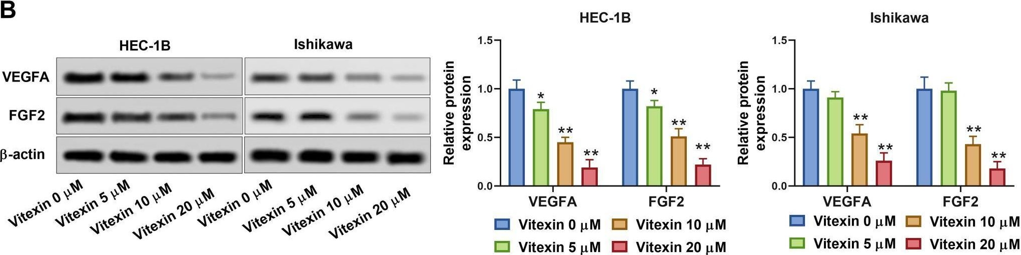 Fig.3.B showing Western Blotting from the publication: Vitexin suppresses the proliferation, angiogenesis and stemness of endometrial cancer through the PI3K/AKT pathway.