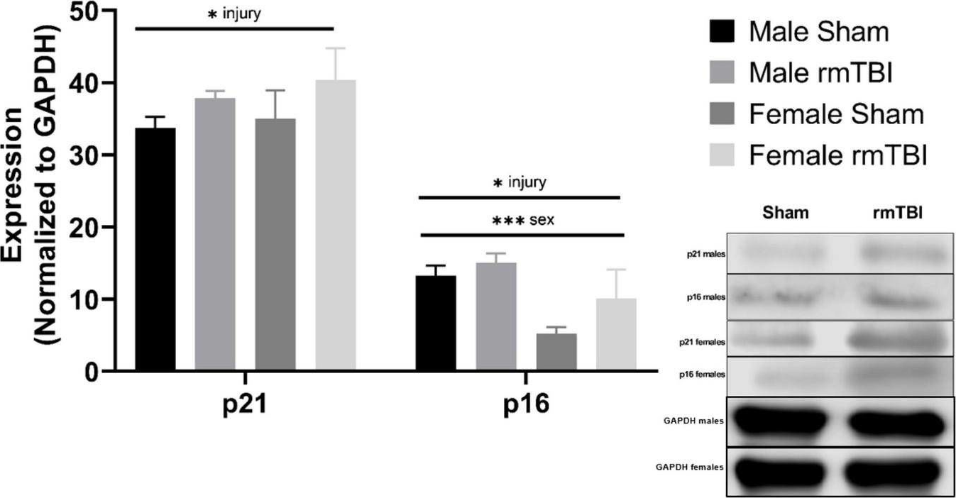 Fig.4.A showing Western Blotting in a Mus musculus (House mouse) sample from the publication: Neurons and glial cells acquire a senescent signature after repeated mild traumatic brain injury in a sex-dependent manner.