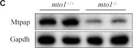 Fig.8.C showing Western Blotting from the publication: Ablation of Mto1 in zebrafish exhibited hypertrophic cardiomyopathy manifested by mitochondrion RNA maturation deficiency.