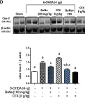 Fig.2.D showing Western Blotting from the publication: Dual-Hit Model of Parkinson's Disease: Impact of Dysbiosis on 6-Hydroxydopamine-Insulted Mice-Neuroprotective and Anti-Inflammatory Effects of Butyrate.