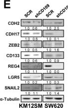 Fig.2.E showing Western Blotting from the publication: CD109 Drives Stemness and Chemoresistance in Colorectal Cancer via LRRC8A/AKAP12/PKCα-Mediated STAT3 Activation and WNT Signaling.