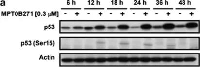 Fig.5.A showing Western Blotting in a Homo sapiens (Human) sample from the publication: Orally active microtubule-targeting agent, MPT0B271, for the treatment of human non-small cell lung cancer, alone and in combination with erlotinib.