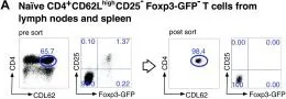 Fig.2.A showing Flow cytometry/Cell sorting in a Mus musculus (House mouse) sample from the publication: Myelin-specific T helper 17 cells promote adult hippocampal neurogenesis through indirect mechanisms.