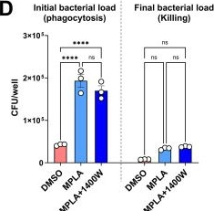 Fig.5.D from the publication: Monophosphoryl lipid A boosts macrophage antimicrobial immunity by metabolically regulating source-specific ROS generation.