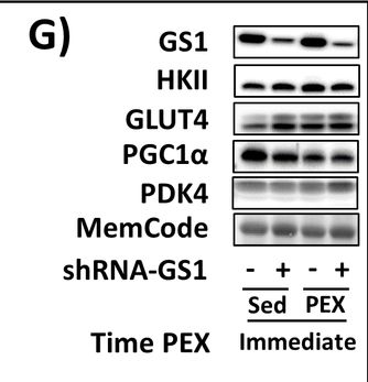 Fig.2.G showing Western Blotting in a Rattus norvegicus (Rat) sample from the publication: A novel genetic model provides a unique perspective on the relationship between postexercise glycogen concentration and increases in the abundance of key metabolic proteins after acute exercise.