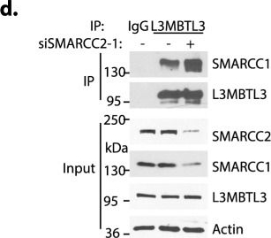 Fig.7.D showing Western Blotting from the publication: The assembly of mammalian SWI/SNF chromatin remodeling complexes is regulated by lysine-methylation dependent proteolysis.