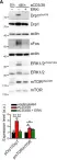 Fig.3.A showing Western Blotting from the publication: PD-1-induced T cell exhaustion is controlled by a Drp1-dependent mechanism.