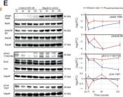 Phospho-Stat5 (Tyr694) (C71E5) Rabbit Monoclonal Antibody | Cell