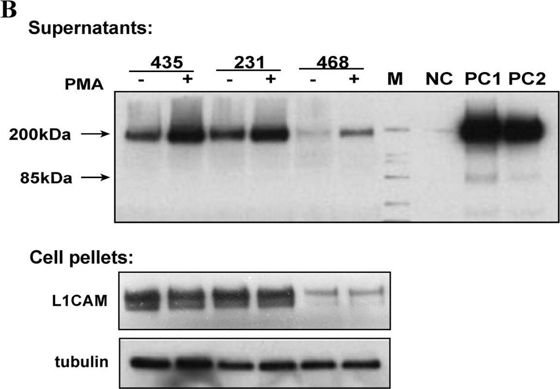 Fig.2.B showing Western Blotting from the publication: Soluble L1CAM promotes breast cancer cell adhesion and migration in vitro, but not invasion.