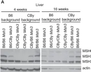 Fig.3.A showing Western Blotting from the publication: MSH3 polymorphisms and protein levels affect CAG repeat instability in Huntington's disease mice.