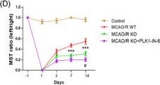 Fig.8.D from the publication: The deubiquitinase OTUD3 plays a neuroprotective role by reducing ferroptosis induced by cerebral ischaemia reperfusion via stabilizing PLK1 via deubiquitination.