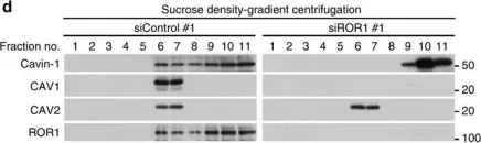 Fig.3.D showing Western Blotting in a Homo sapiens (Human) sample from the publication: ROR1 sustains caveolae and survival signalling as a scaffold of cavin-1 and caveolin-1.