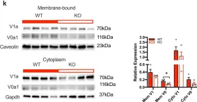 Fig.4.K showing Western Blotting from the publication: Adipocytes control food intake and weight regain via Vacuolar-type H+ ATPase.