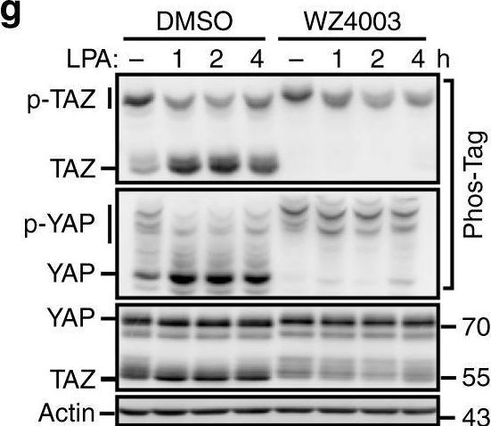 Fig.4.G showing Western Blotting from the publication: A feed forward loop enforces YAP/TAZ signaling during tumorigenesis.