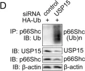 Fig.4.D showing Western Blotting from the publication: USP15 regulates p66Shc stability associated with Drp1 activation in liver ischemia/reperfusion.
