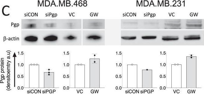 Fig.2.C showing Western Blotting from the publication: Liver x receptor alpha drives chemoresistance in response to side-chain hydroxycholesterols in triple negative breast cancer.