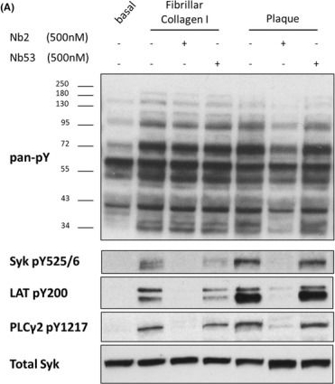 Fig.4.A showing Western Blotting from the publication: Anti-GPVI nanobody blocks collagen- and atherosclerotic plaque-induced GPVI clustering, signaling, and thrombus formation.
