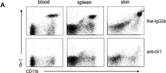 Fig.6.A showing Flow cytometry/Cell sorting from the publication: Dermal γδ T Cells Do Not Freely Re-Circulate Out of Skin and Produce IL-17 to Promote Neutrophil Infiltration during Primary Contact Hypersensitivity.